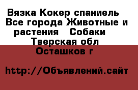 Вязка Кокер спаниель - Все города Животные и растения » Собаки   . Тверская обл.,Осташков г.